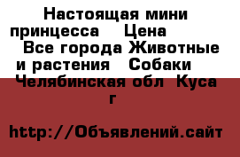 Настоящая мини принцесса  › Цена ­ 25 000 - Все города Животные и растения » Собаки   . Челябинская обл.,Куса г.